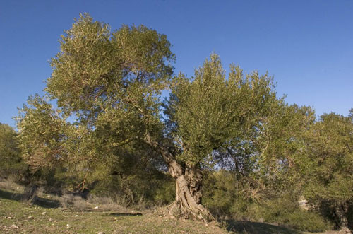 Catedrajosehumanes 3402