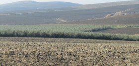 Campo 3351