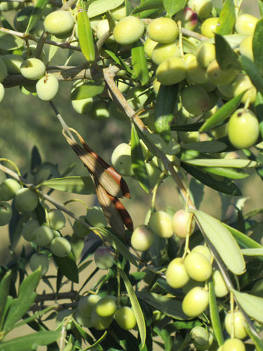 Aceituna 3304