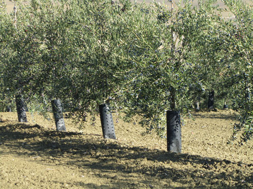 Olivar 3320