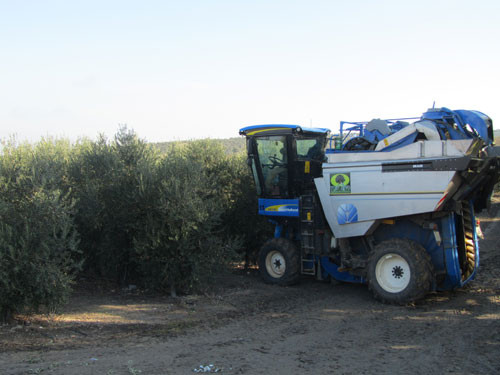 Magrama 3290
