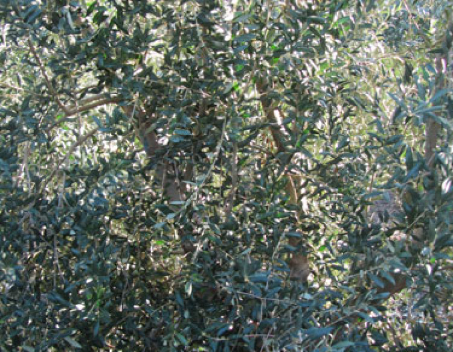 Moscaolivo 3274
