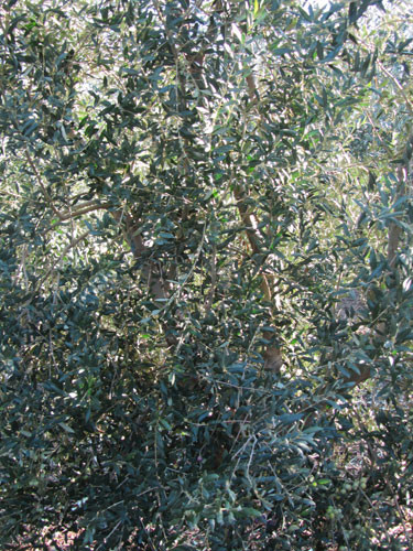 Moscaolivo 3274