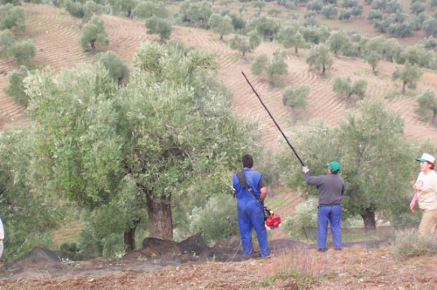 Olivarero 3264