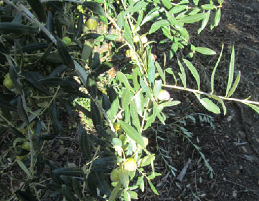 Aceituna 3234