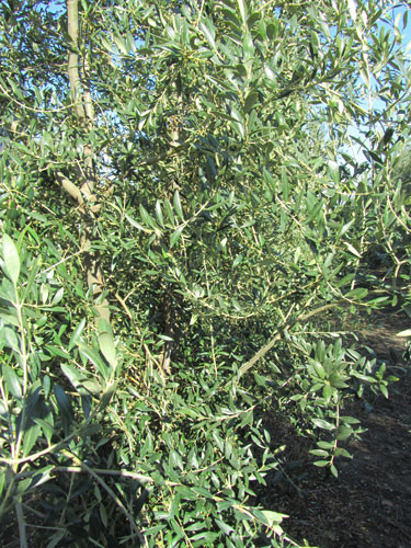 Olivar 3182