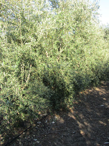 Olivar 3163