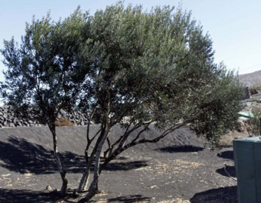 Cabildo lanzarote 3127