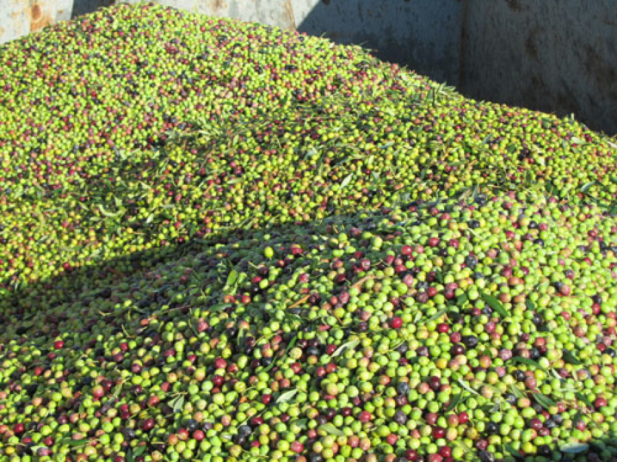 Aceituna 3072