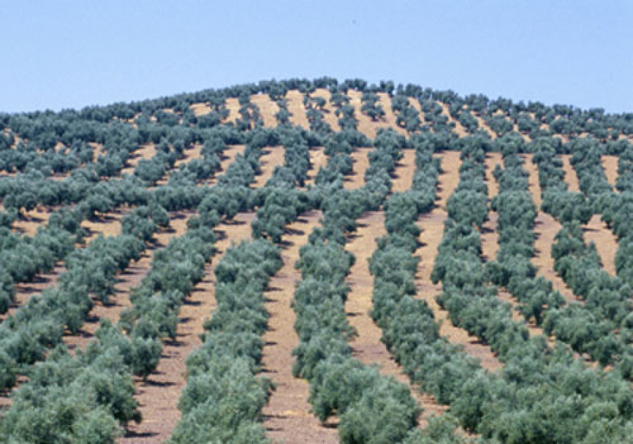 Olivar3025