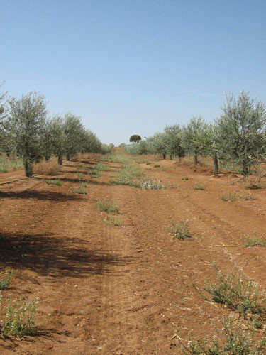 Pac 3018