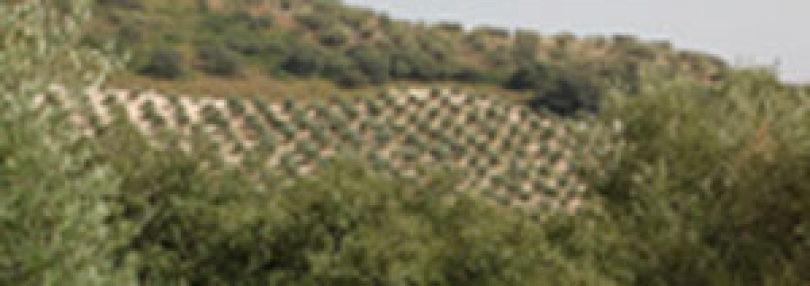 Olivares asaja