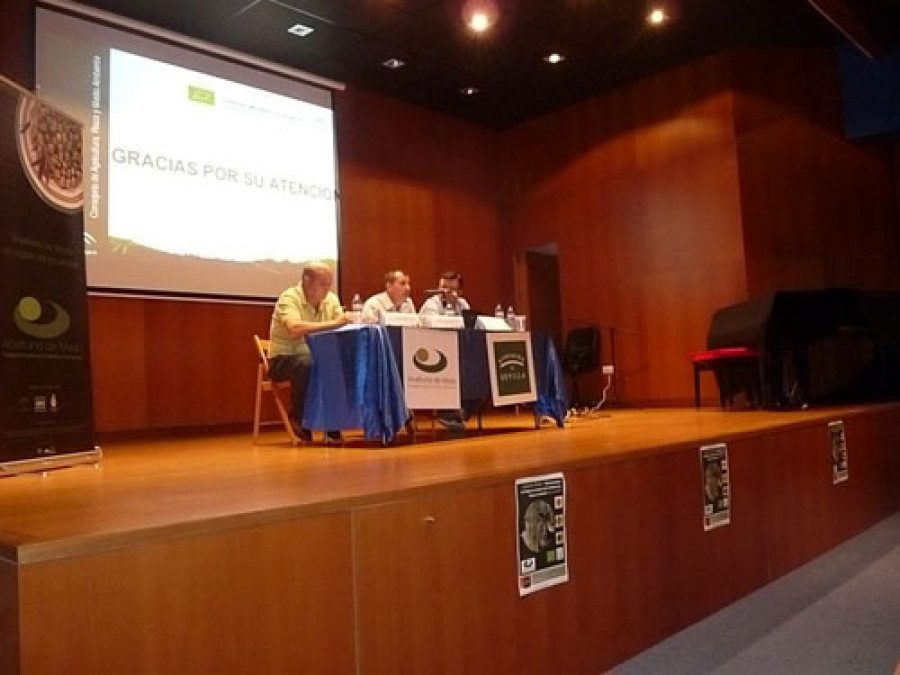 Fundacion aceituna 2973