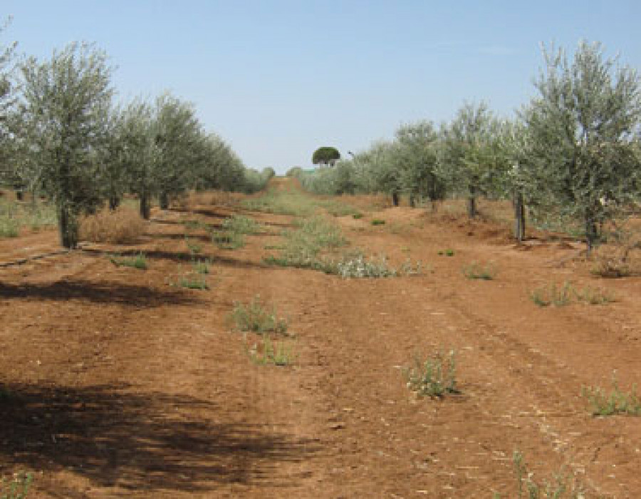 Asaja 2978