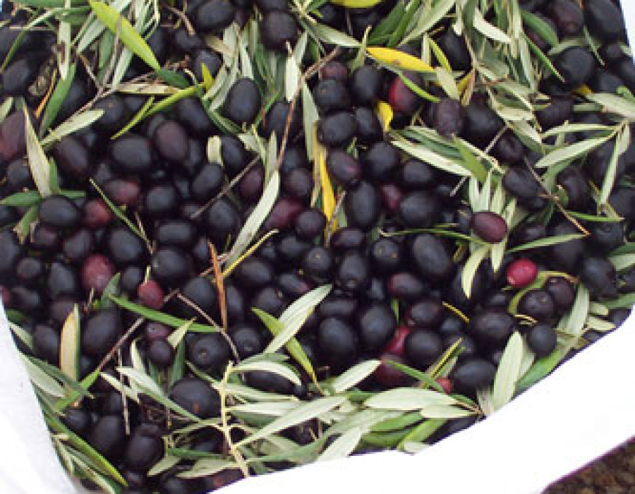 Aceituna abril 2939