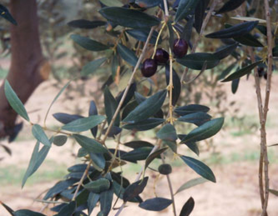 Extremadura 2934