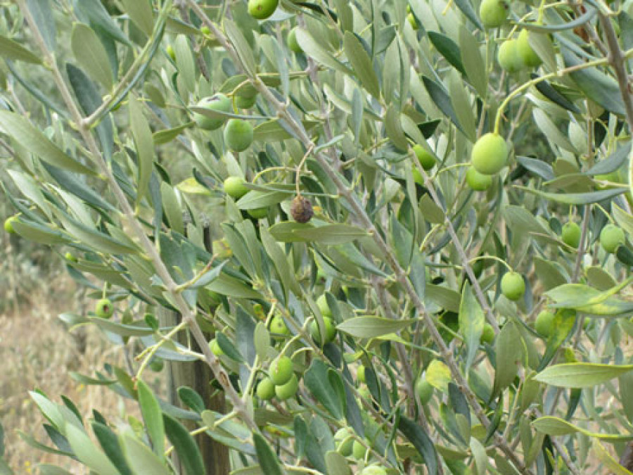 Olei Quiroga Hoja Fruto 1