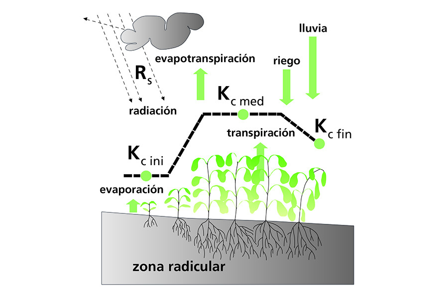 Evotranspiracion uco estudio cultivo oleo 5356