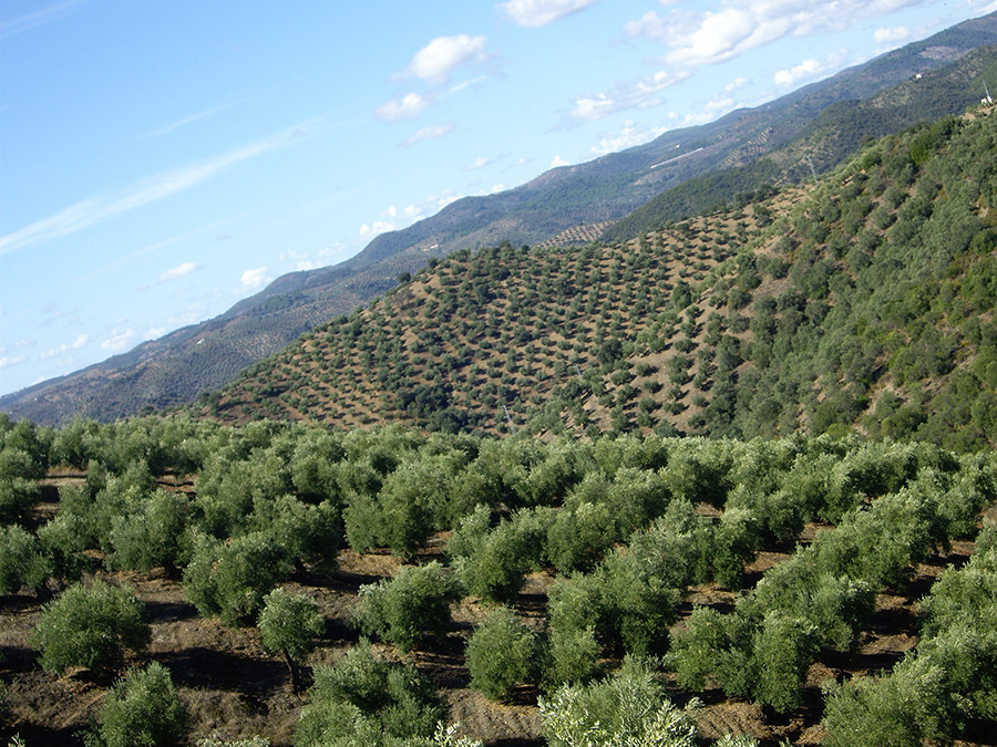 Diverfarming uco oleo 5351