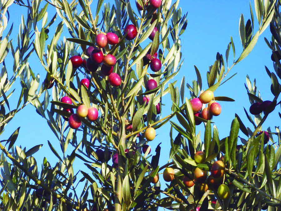 Variedades arronizenvero 188 intia 5352