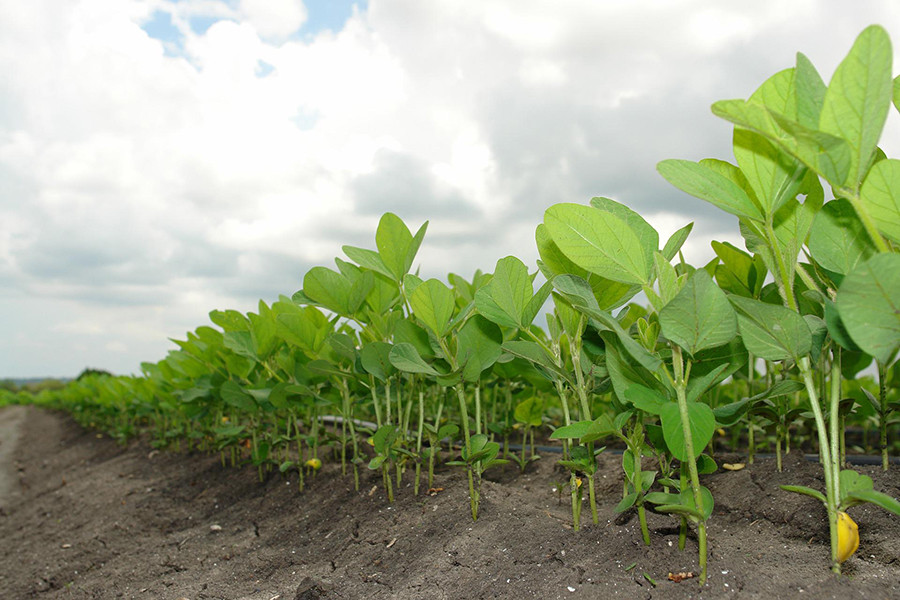 Cultivo soja afoex jornada oleo 5352