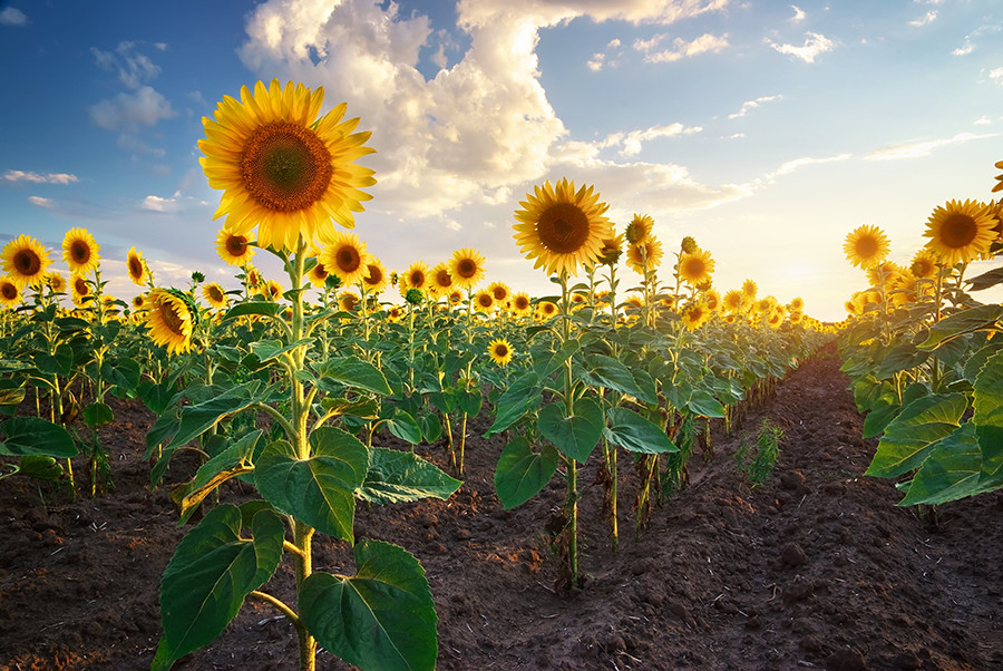 Enesa girasol oleo 5346