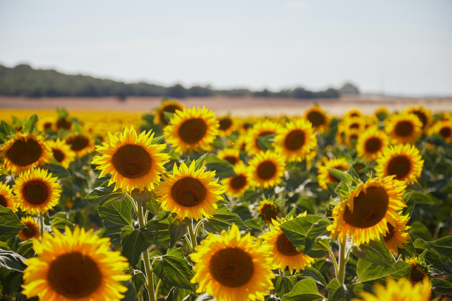 Cultivo girasol asaja datos oleo 120522