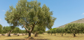 Olivo emporda cataluña oleo 030622 b