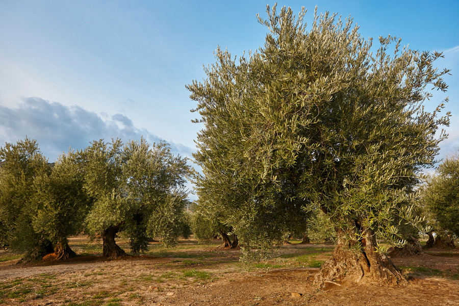 Unio uniones olivar trad oleo 100622