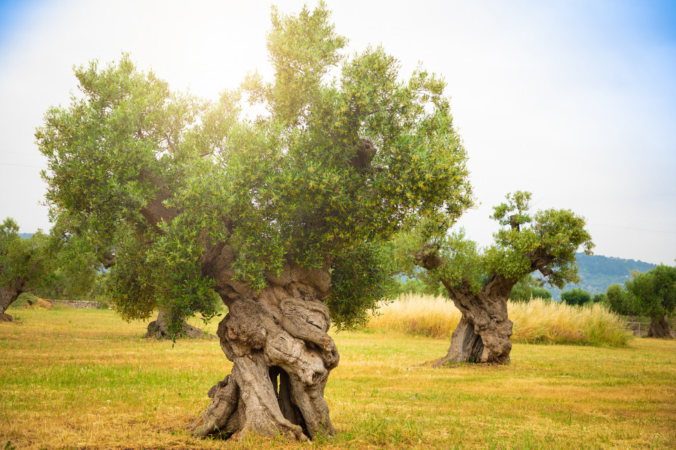 Ayudas olivos mipaaf italia oleo 140622