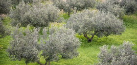 Curso produccion ecologica olivar oleo 210622