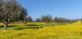 Olivos alentejo flores mosca olivo oleo 240622