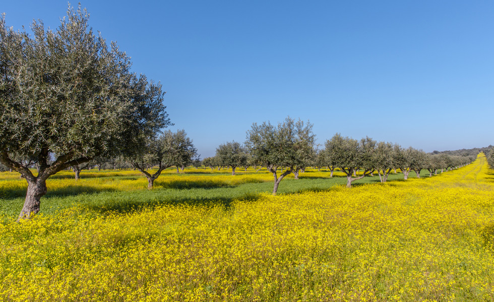 Olivos alentejo flores mosca olivo oleo 240622