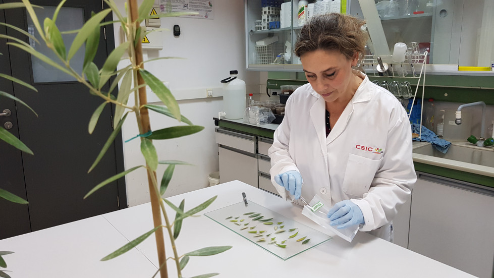 Present xylella interprofsional oleo 290622