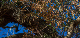 Xylella fastidiosa marruecos oleo 010722