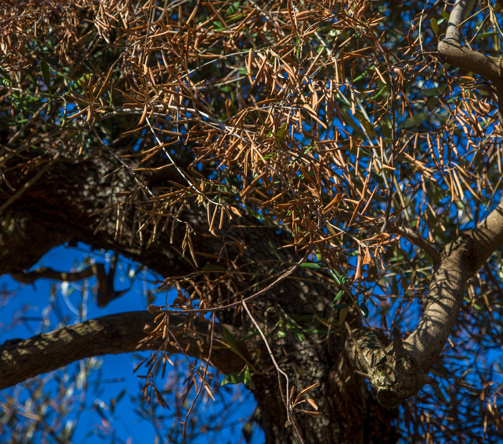 Xylella fastidiosa marruecos oleo 010722