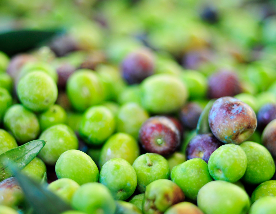 Vado oliva nuevo producto ctaex oleo 070722