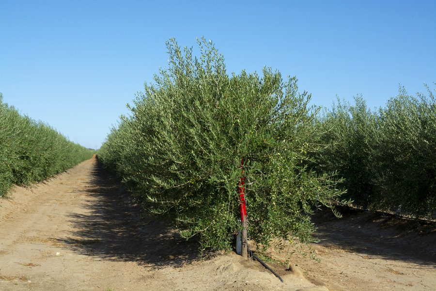 Seguros agrarios oleo 140922