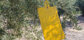 Mosca olivo sierra magina oleo 190922