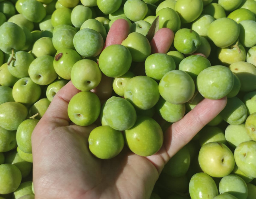 Aceituna aloreña oleo 200922