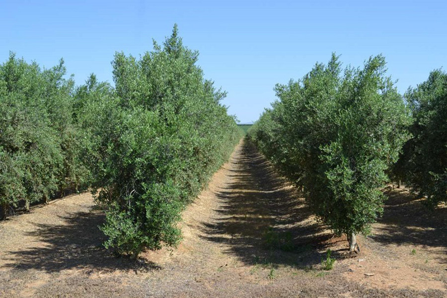 Olivar seto extremadura formacion oleo 300922