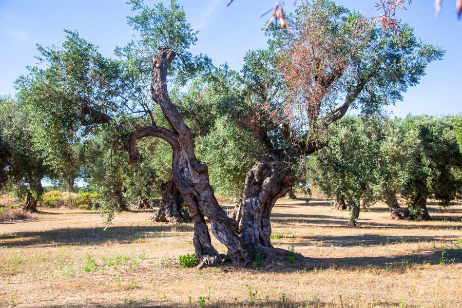 Xylella fastidiosa italia cnr plataforma oleo 241022