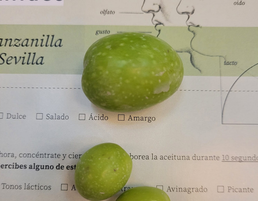 Prueba cata aceitunas hosteleria sevilla oleo 271022