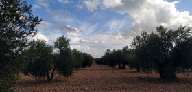Olivares CoopElProgreso oleo 031122