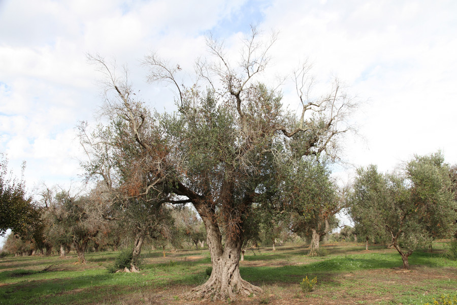 Arbol afectado por la bacteria xylella fastidiosa. ias csic oleo 141122