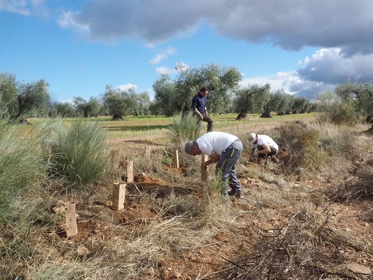 Seo birdlife extremadura1 oleo 291122