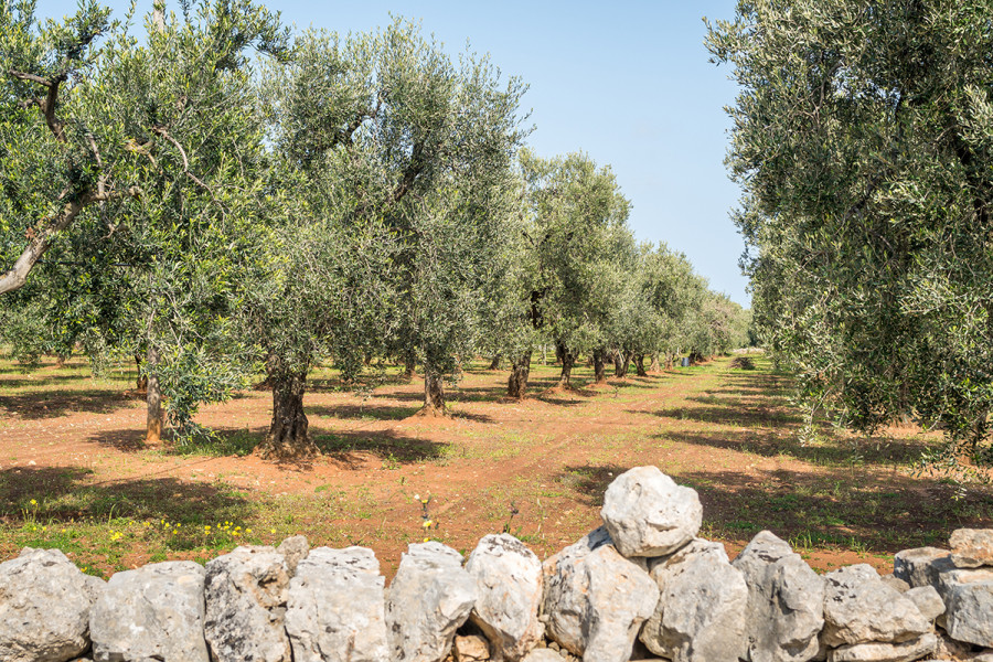Italia olivar produccion oleo 011222