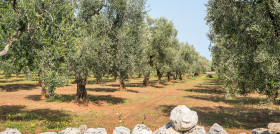 Italia olivar produccion oleo 011222