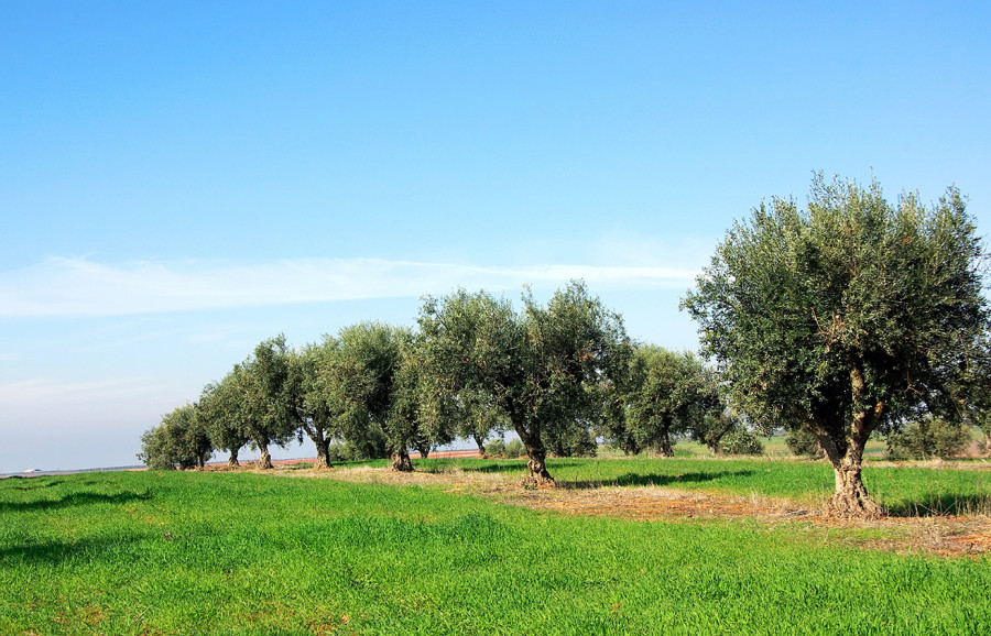 Olivos portugal produccion noviembre oleo 221222