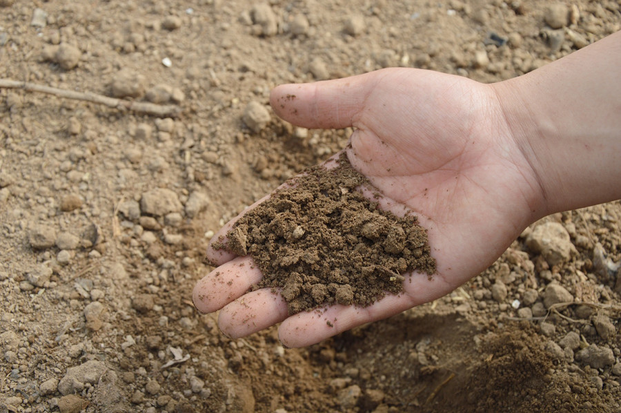 Dauco soilbio proyecto oleo 291222